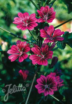 Malva sylvestris ssp. mauritiana